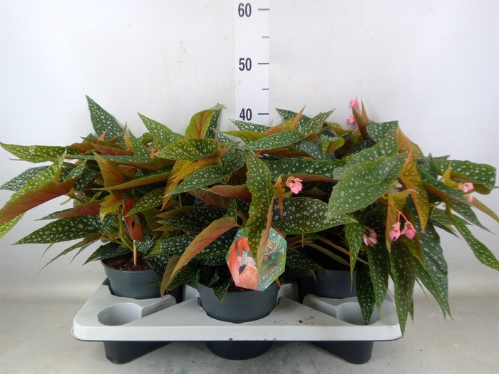 <h4>Begonia BD 'Double Dot'</h4>