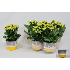 Arr Kalanchoe pot keramiek