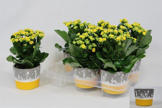 Arr Kalanchoe pot keramiek