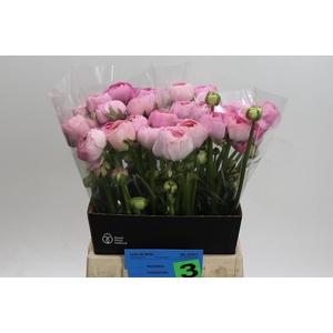 Ranunculus Amandine Pink