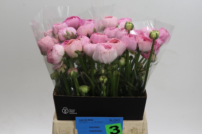 <h4>Ranunculus Amandine Pink</h4>