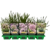 Allium senescens