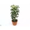 Schefflera Moondrop