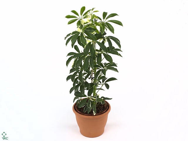 Schefflera Moondrop