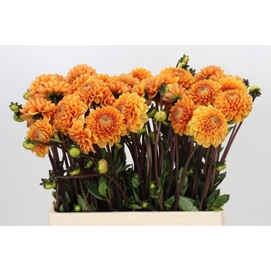 Dahlia Sylvia