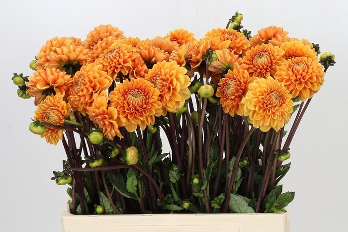 <h4>Dahlia Sylvia</h4>