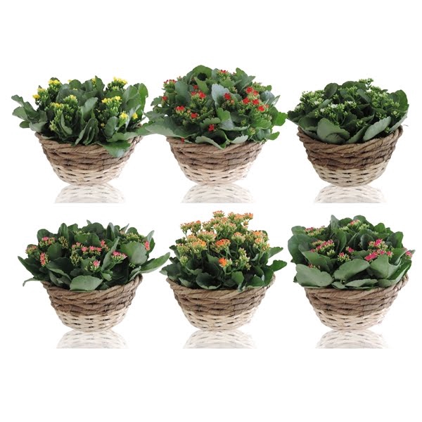 Collectie Lenn Kalanchoë Double Mix in Mand 25 cm