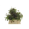 VERBENA BONARIENSIS#