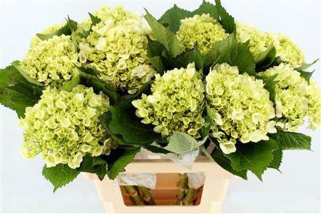 <h4>Hydr M Lima 65cm</h4>