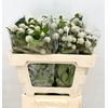 Gomphrena Globosa White