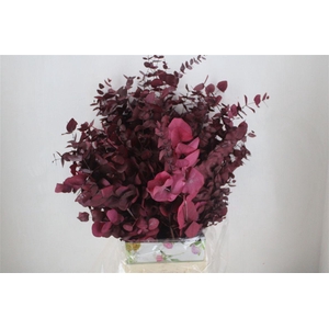 Pres Euca Cinerea Cerise 150gr P Bunch