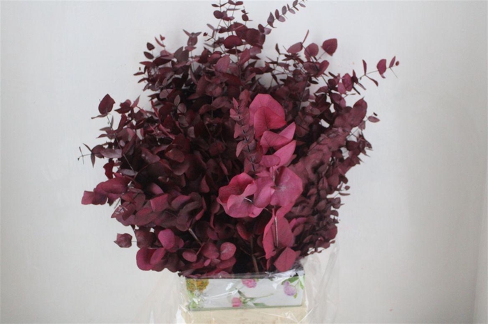 <h4>Pres Euca Cinerea Cerise 150gr P Bunch</h4>