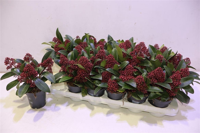 <h4>Skim J Rubella</h4>