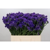 Limonium Navy Sun Birds