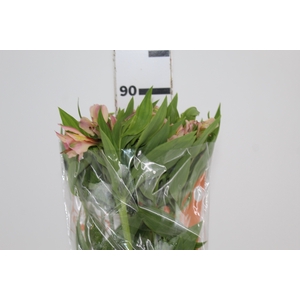 ALSTROEMERIA WILLHELMINA 080 CM