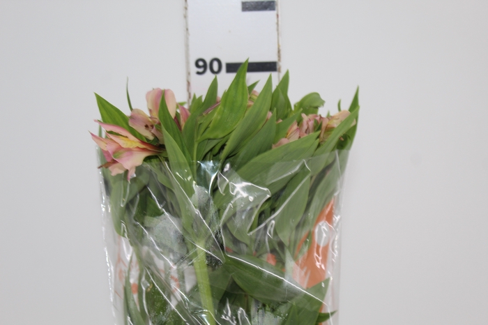 <h4>ALSTROEMERIA WILLHELMINA 080 CM</h4>