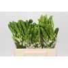 Ornithogalum thyrsoides Milky Way