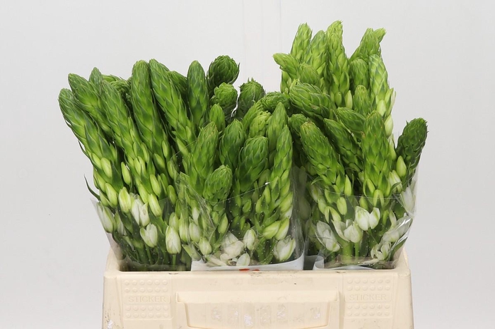 <h4>Ornithogalum thyrsoides Milky Way</h4>