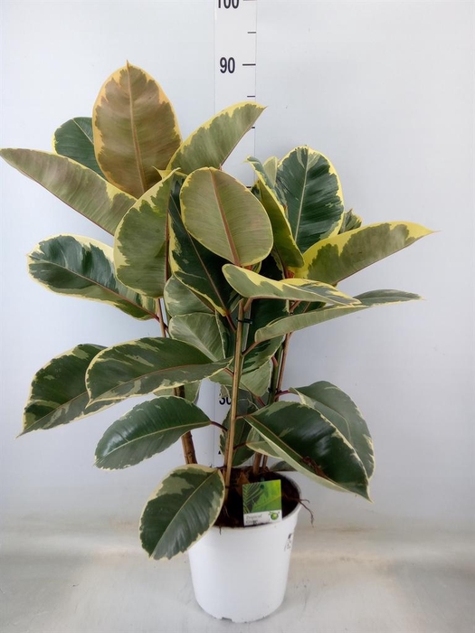 <h4>Ficus   ...</h4>