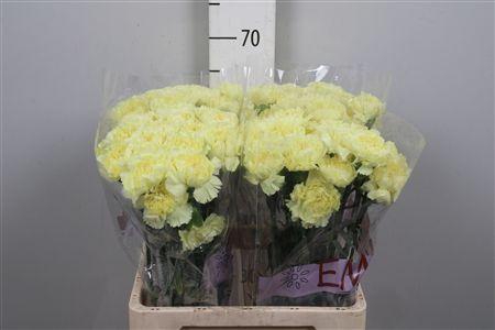 <h4>Di St Luiza</h4>