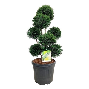 Taxus b. 'Höpken's Gigant'