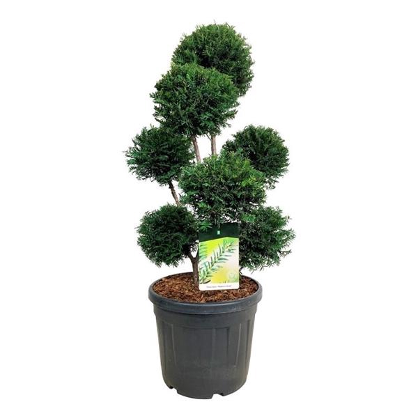 <h4>Taxus b. 'Höpken's Gigant'</h4>