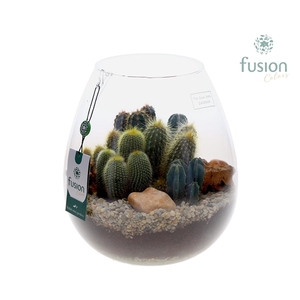 Green Bottle Abby Large met Cactussen