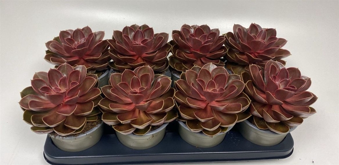 <h4>Echeveria Magic Red</h4>