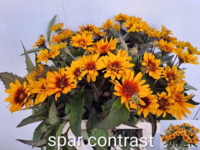 <h4>HELIOPSIS SPARKLING CONTRAST HELIOP</h4>