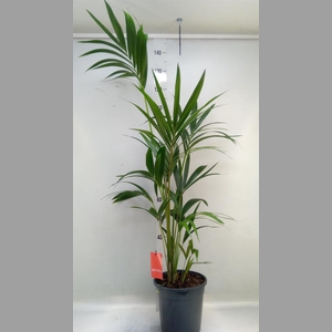 Howea forsteriana