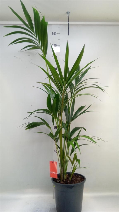 <h4>Howea forsteriana</h4>