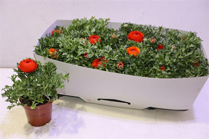 <h4>Ranun Mache Orange</h4>