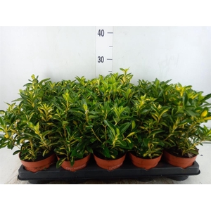 Euonymus   ...