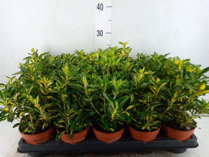 <h4>Euonymus   ...</h4>