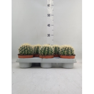 Echinocactus grusonii