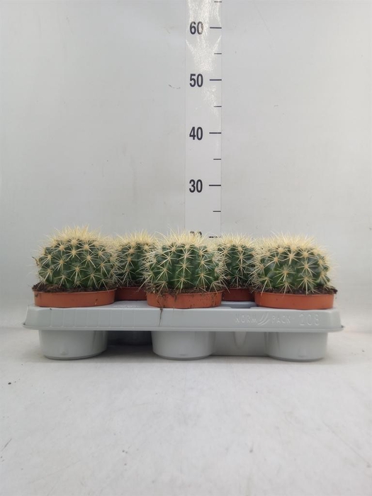 <h4>Echinocactus grusonii</h4>