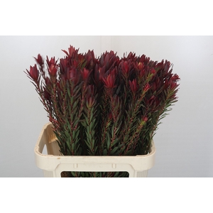 Leucadendron Safari Sunset Spray