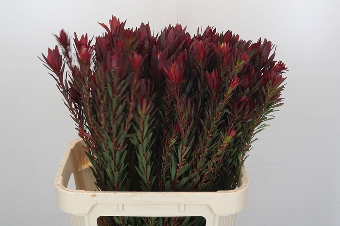 <h4>Leucadendron Safari Sunset Spray</h4>