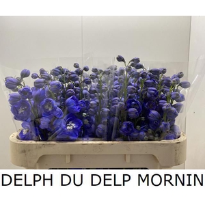 DELPH DU DELP MORNIN