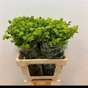 BUPLEURUM ROTUNDIFOL