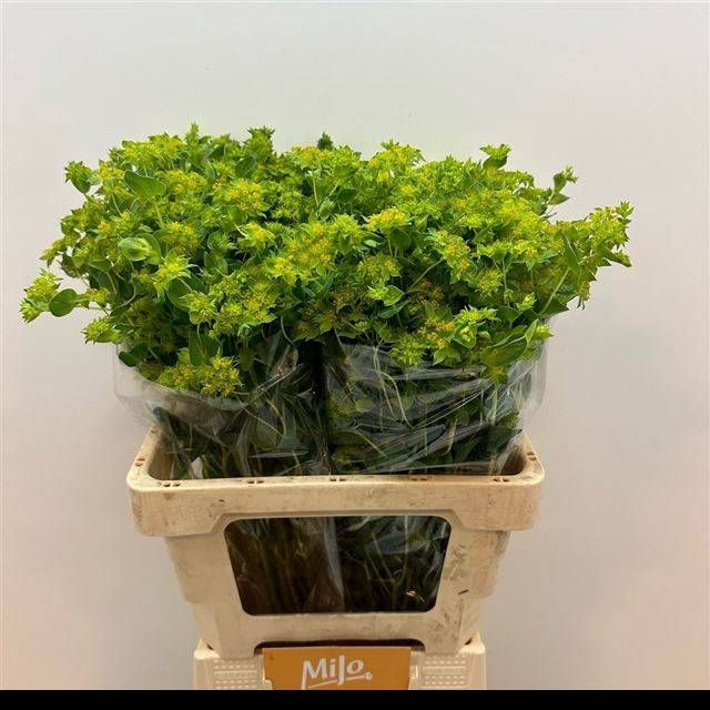 <h4>BUPLEURUM ROTUNDIFOL</h4>