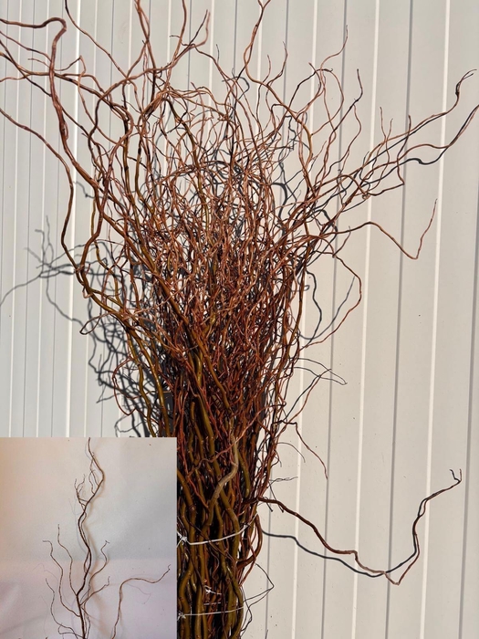 <h4>SALIX B TORTUOSA</h4>