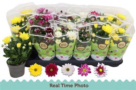 <h4>Chrys Gem 5 Kl</h4>