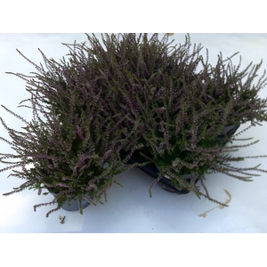 CALLU ECKART MIESSNE