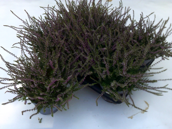 <h4>CALLU ECKART MIESSNE</h4>