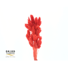 Dried Bleached Phalaris Red