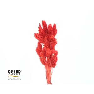 Dried Bleached Phalaris Red