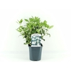 Viburnum tinus