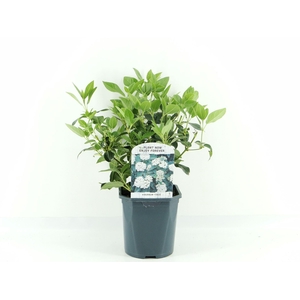 Viburnum tinus