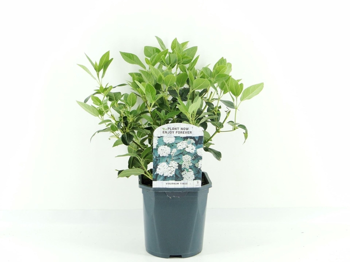 Viburnum tinus
